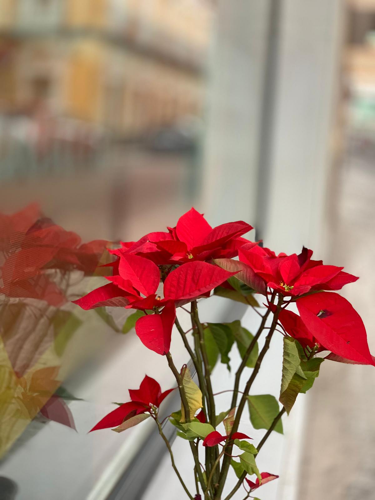 WhatsApp Image 2025-11-10 at 10.55.10 copia